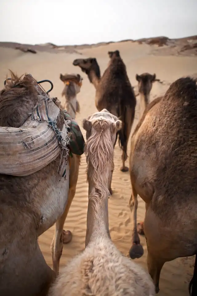 camellos-marruecos-viaje-reyes-magos.webp - Pangea Viajes