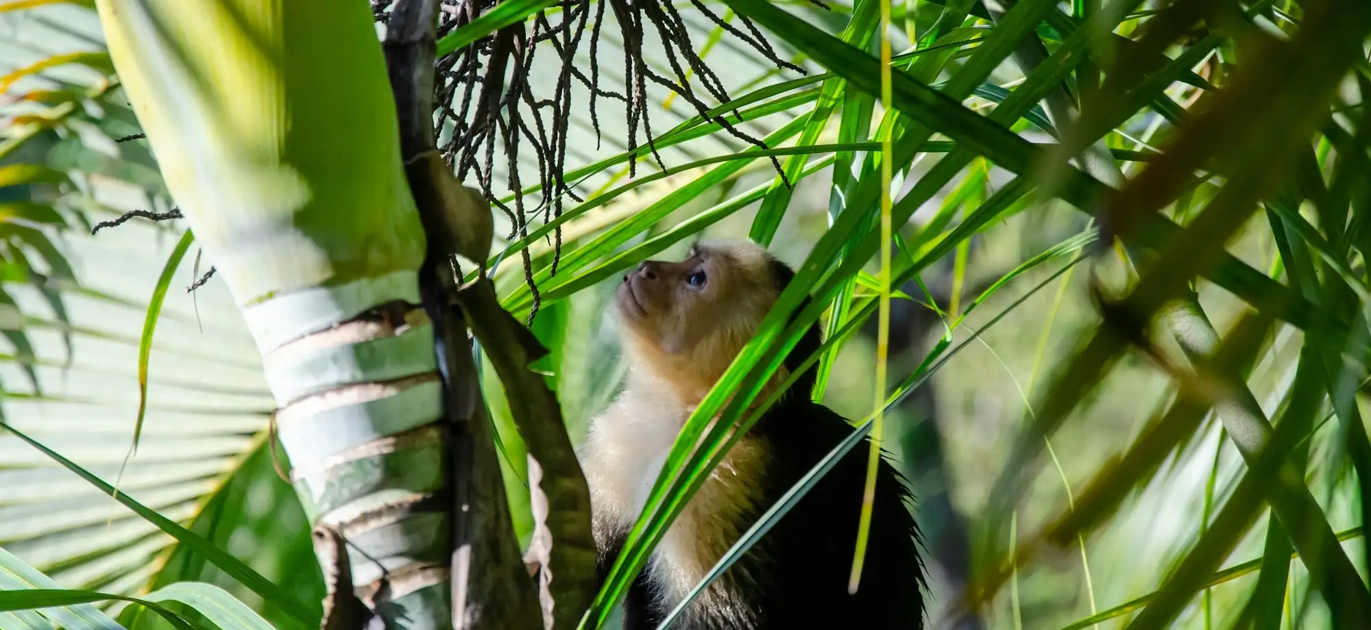 La canción de la selva