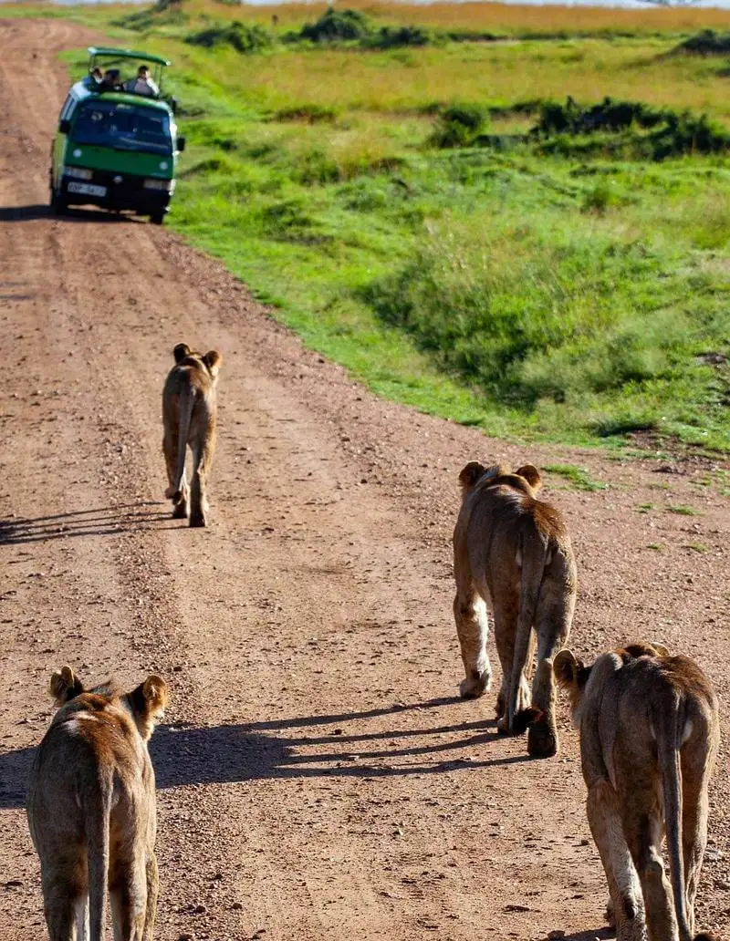 oferta-viaje-kenia-leonas.jpg - Pangea Viajes