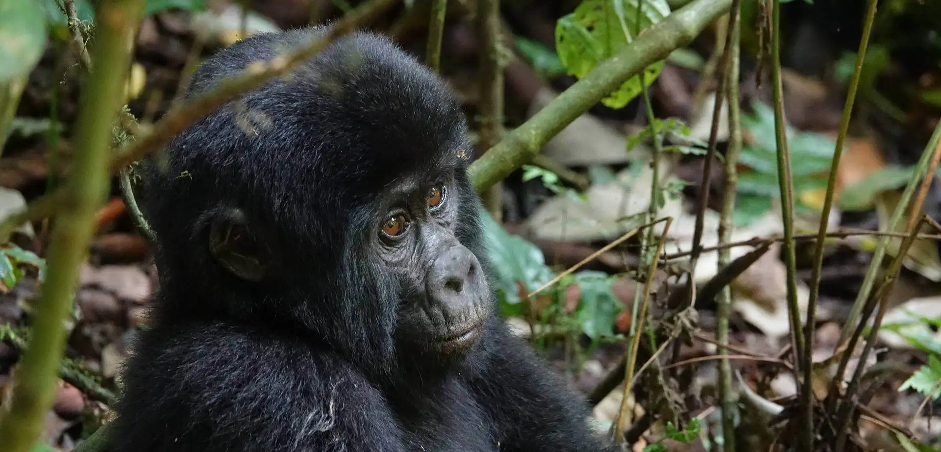 La reina de África