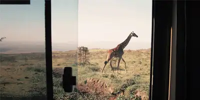 top-destinos-jirafa-safari.webp - Pangea Viajes