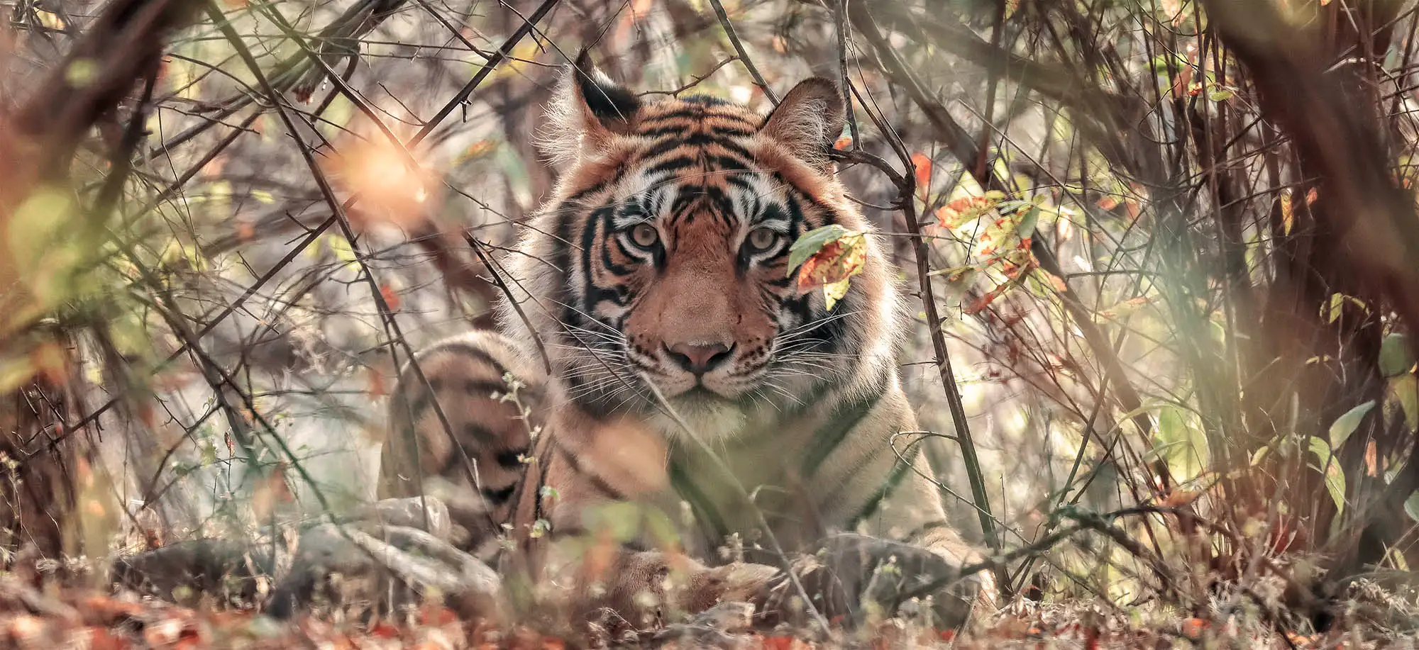  Tigres de Bengala