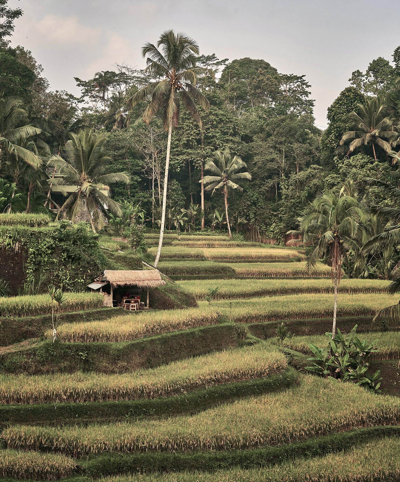 viaje-autor-indonesia-bali-arrozales.jpg - Pangea Viajes