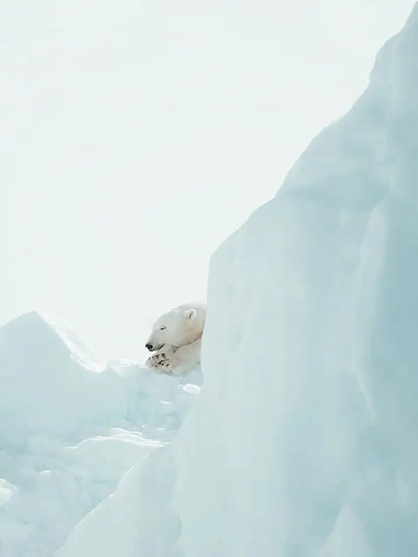 A la recerca de l'ós polar