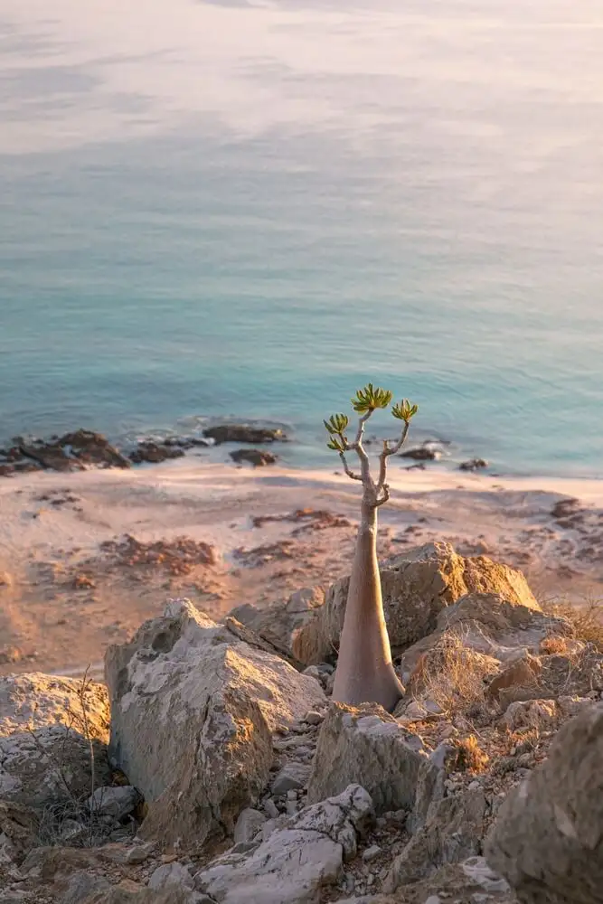 viaje-autor-socotra-paisaje.webp - Pangea Viajes