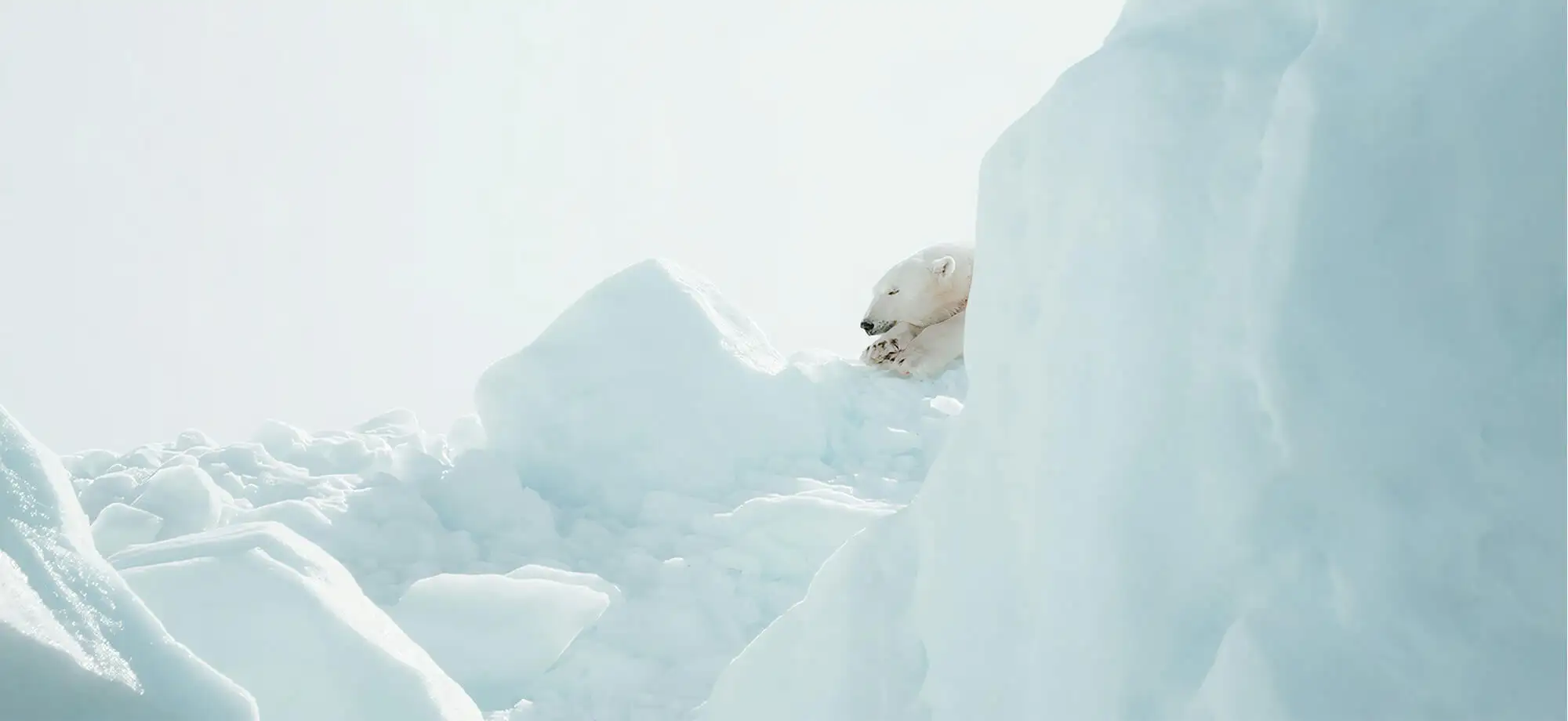 En busca del oso polar